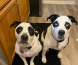 Woman Believes It Was Destiny When She Found Her Panda-Lookalike Dream Dogs