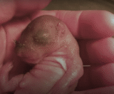 Woman Finds Little “Pink Blob” Lying On Ground, Grows Up To Be Cute And Wild