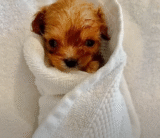 Woman Intervenes To Improve Tiny Life Of 6-oz Cavapoo