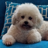 Woman Refuses to Return Service Dog And the Internet’s In An Uproar