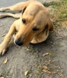 Woman Rescues Two Stray Dogs and Reunites Them After Months Apart