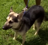 Woman Says Neighbor Demanded $200 Ransom for Missing Dog’s Return