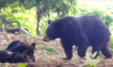 Woman Set-Up Hammock For ‘Playful’ Mama Bear With Her 3 Little Babies