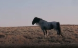 Woman Spends a Year Helping Wild Horse Find His Family—Their Reunion Is the Sweetest Thing