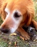 Woman Thinks That Her Dog Caught Baby Birds, Then She Looked Between The Dog’s Paws