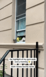Woman Walks to Gym Each Morning, Captures Special Moment of Dog In Window