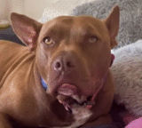 Woman’s ‘Afraid’ Of The Dog She Adopted But Still Brings Him Home