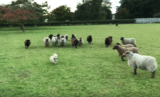 World’s ‘Worst’ Sheepdog Goes To Herd Sheep And Gets Them To Play With Him Instead