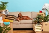Your Complete Guide To Delightfully Tacky Dog Décor