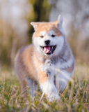 when can a puppy get pregnant