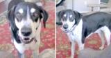 ‘Impatient Dog’ Realizes He Can Talk, And The First Thing He Asked For Is A Kitten